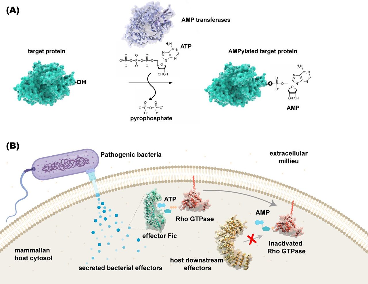 Scheme of AMPylation by bacterial Fic effectors inside a host cell