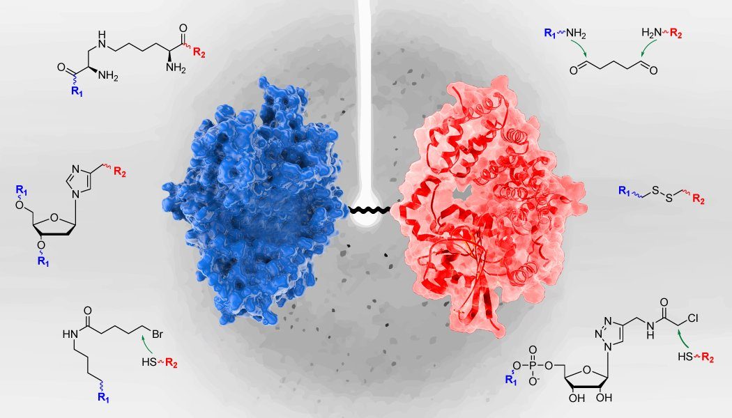 Two protein complexes joined by a covalent chemical crosslink