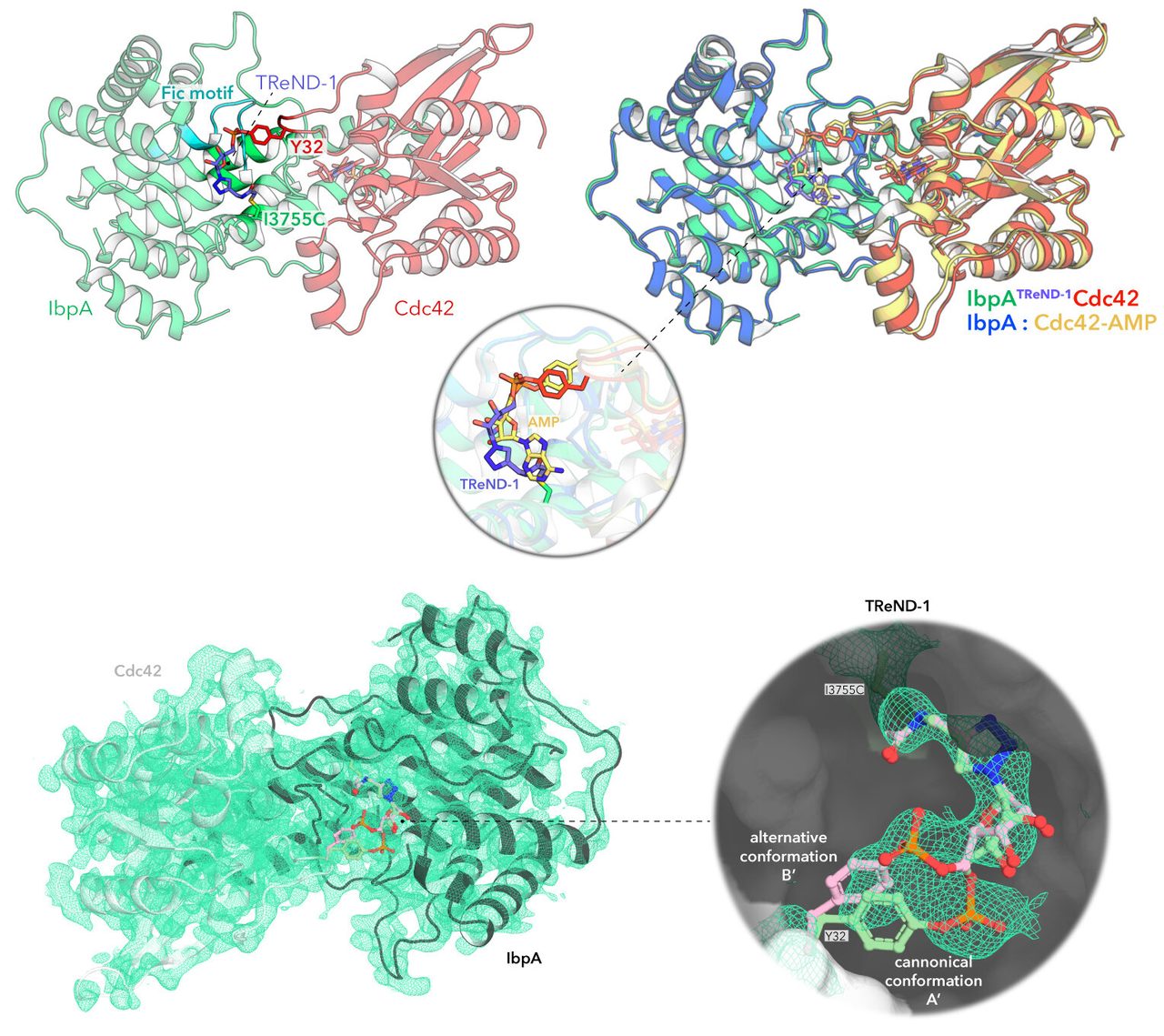 Crystal structures of a Fic enzyme bound to its target protein Cdc42