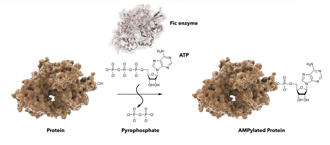 Fic enzyme AMPylation scheme