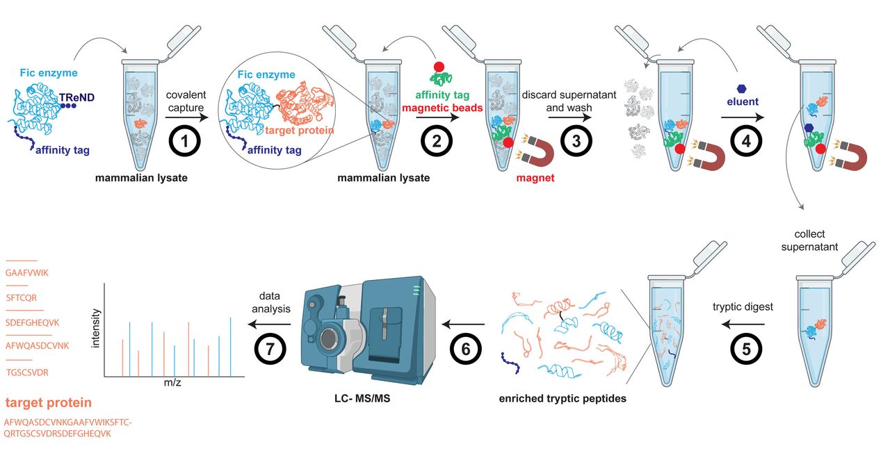 Workflow from cell lysate capture to LC-MS/MS identification