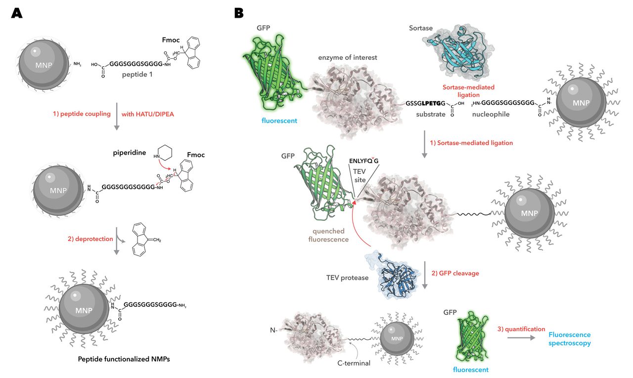 Workflow for immobilizing enzymes on magnetic nanoparticles
