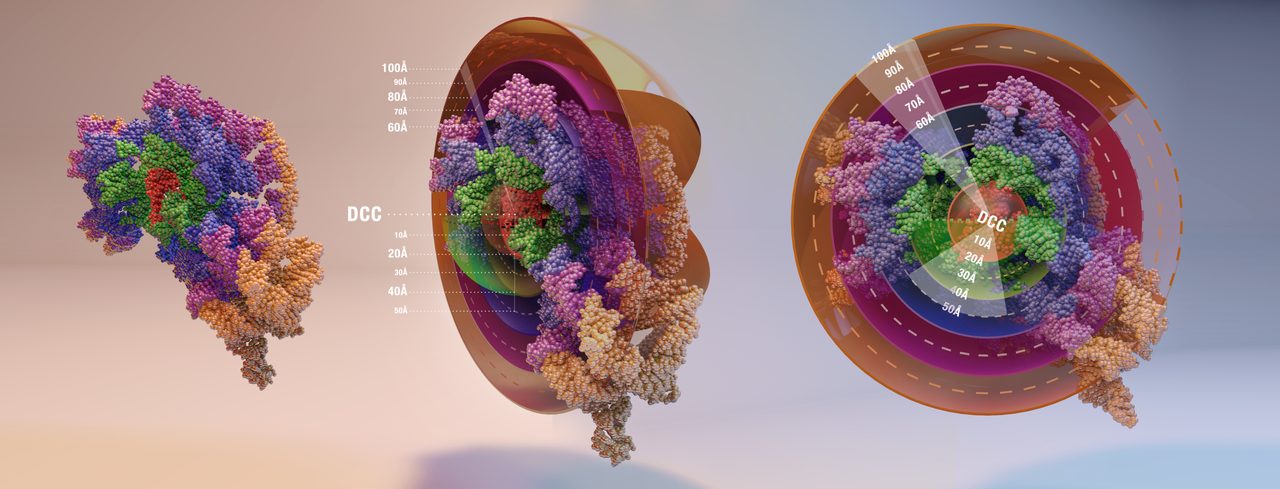 Three views of the layered small-subunit model