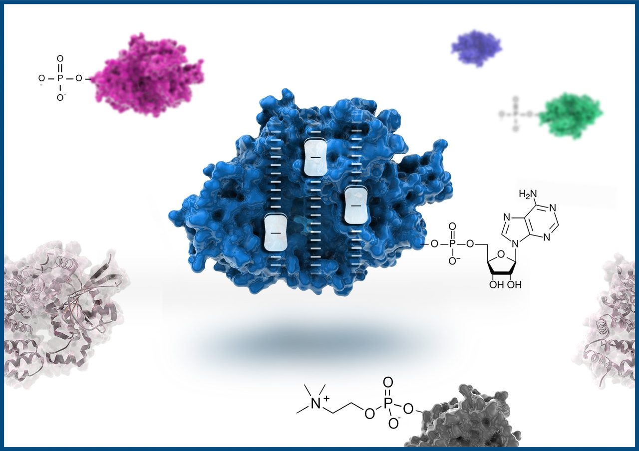 Illustration of a Fic enzyme with its AMP co-substrate