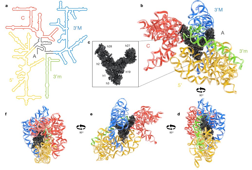 Ribbon diagrams of small ribosomal subunit domains