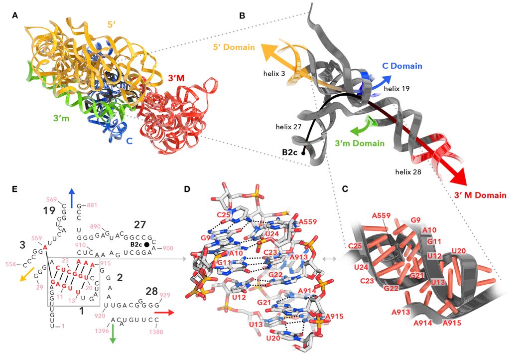 Multi-panel figure of small ribosomal subunit structure