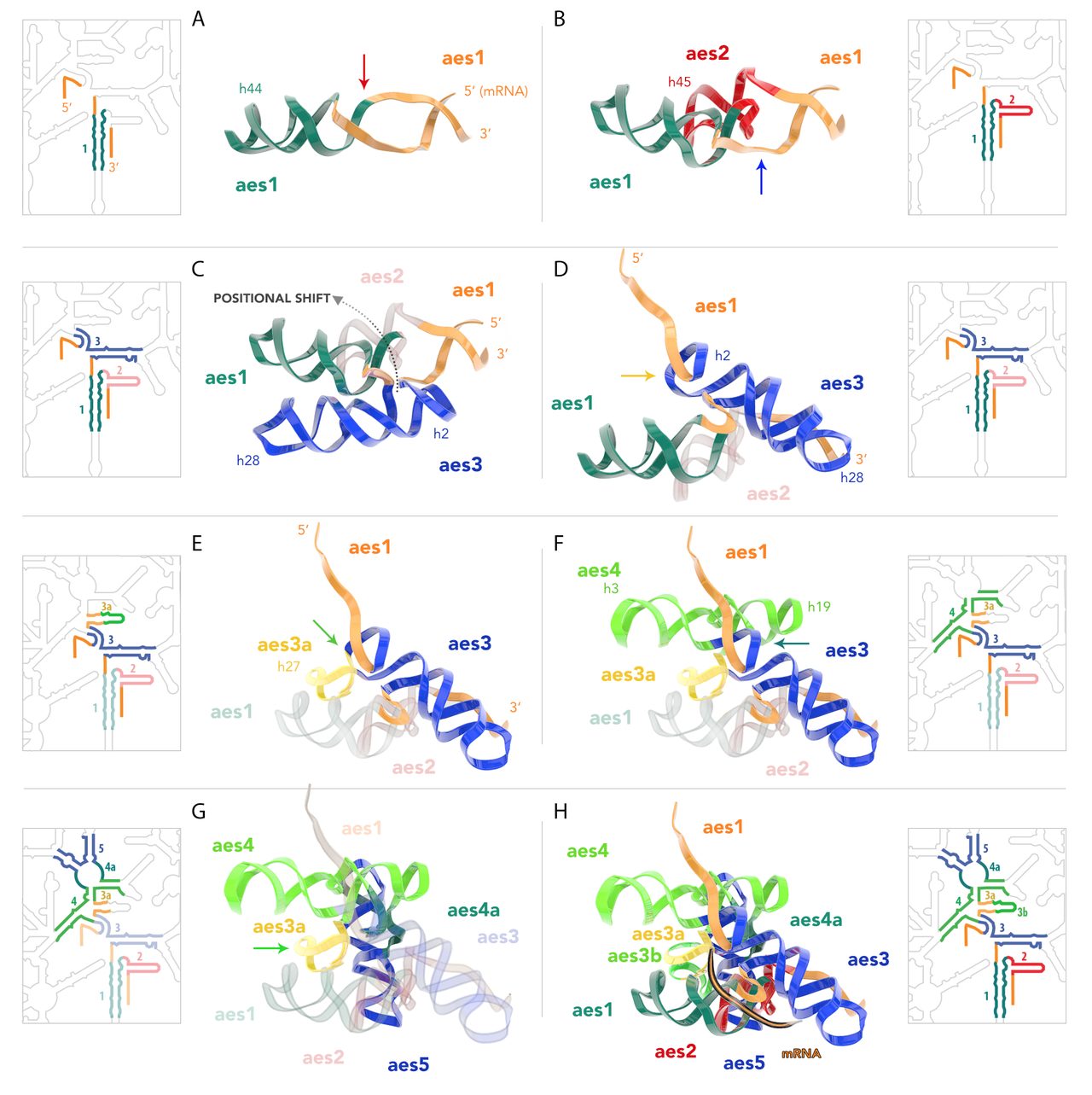 Panels showing the stepwise growth of ribosomal RNA